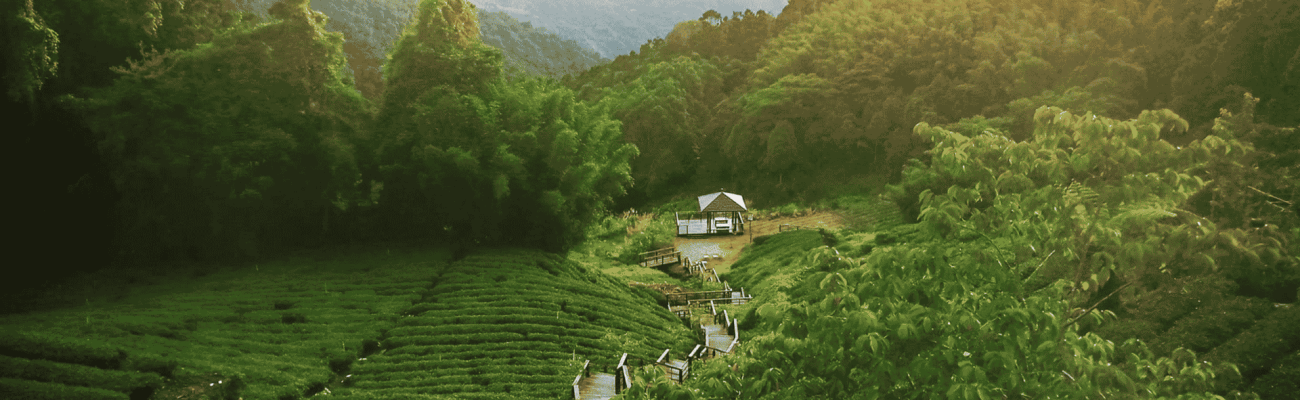 Lush green tea plantation nestled in the mountains, with rolling hills and a clear blue sky in the background