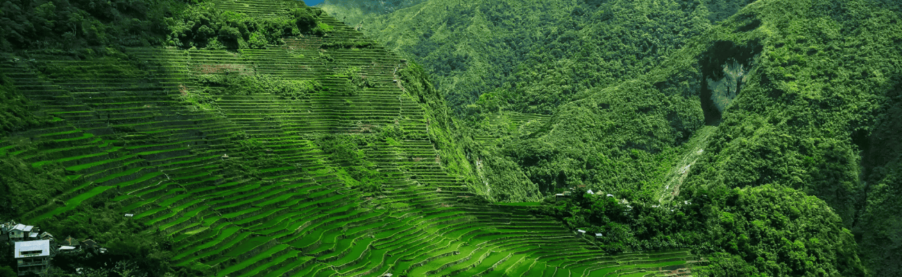 Lush green rice terraces of Banaue, Philippines, showcasing intricate patterns carved into the mountainside.