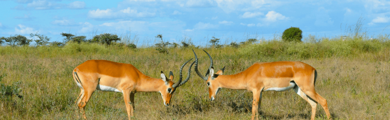 Brown Deer on Green Grass Field Under Blue Sky and White Clouds