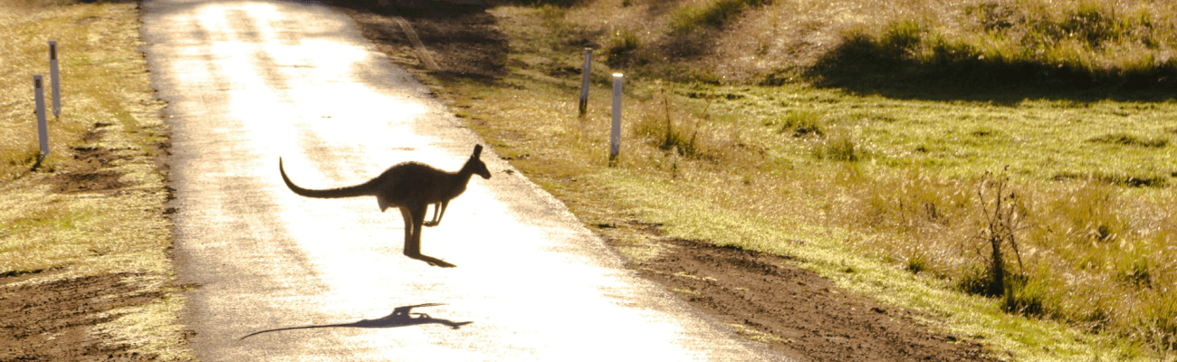Photo of a Kangaroo on Road